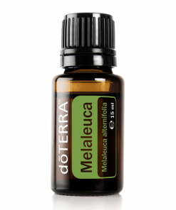 Tea Tree (Melaleuca) - Melaleuca alternifolia