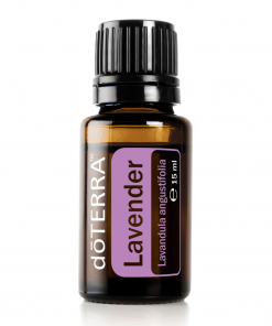 Lavender (Lavendel) - Lavandula angustifolia